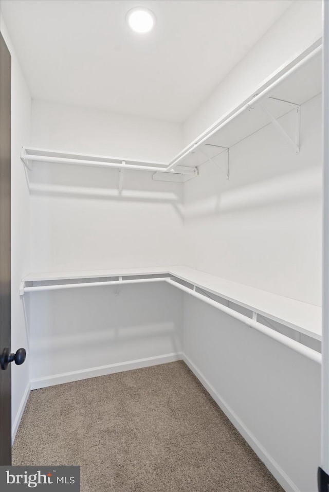 walk in closet with carpet floors