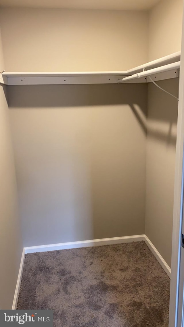 walk in closet featuring carpet floors