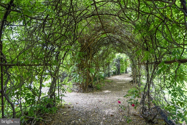 view of local wilderness