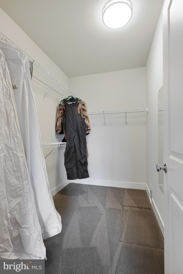 walk in closet featuring carpet floors