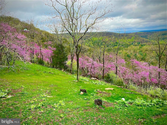 view of yard with a view of trees