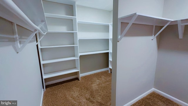 spacious closet with carpet floors