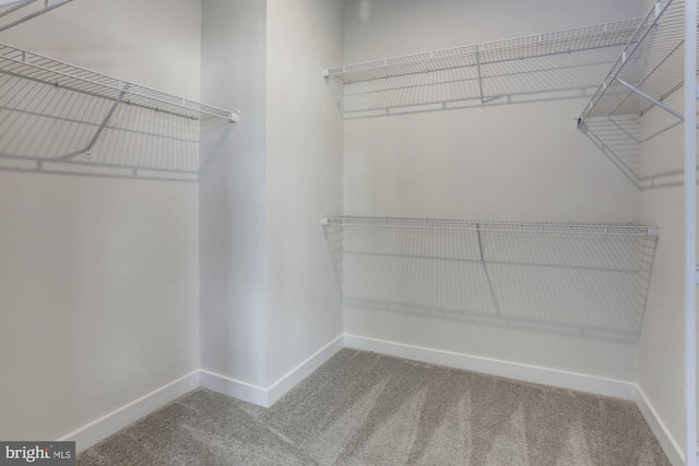 spacious closet featuring carpet flooring