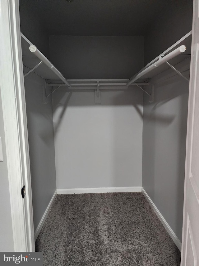 walk in closet with carpet flooring