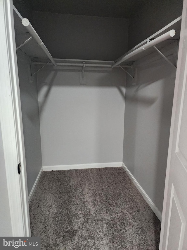 spacious closet with carpet flooring