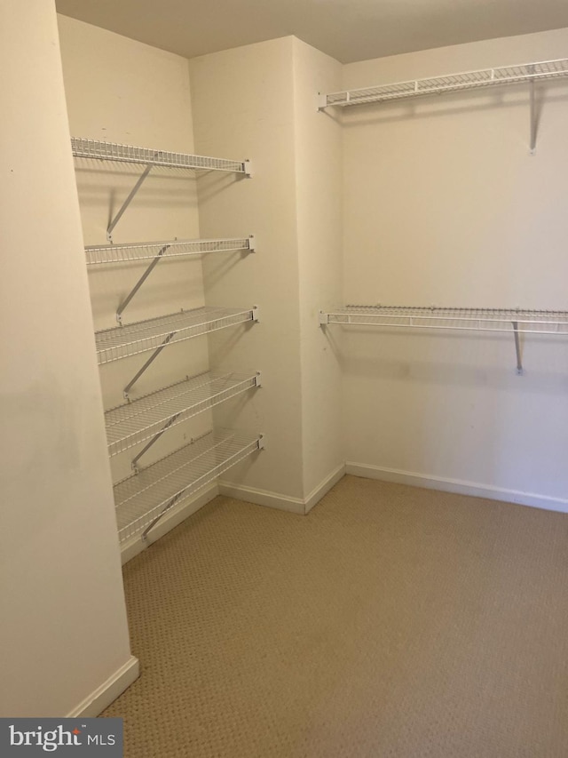 spacious closet with carpet flooring