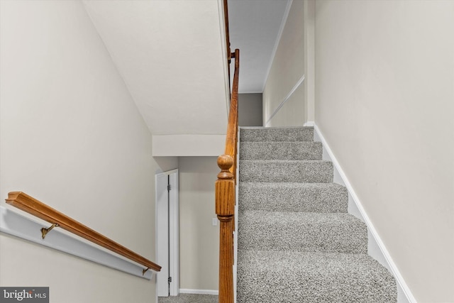 staircase featuring carpet flooring