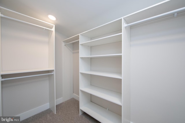 walk in closet with carpet flooring