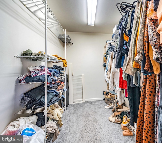 walk in closet featuring carpet flooring