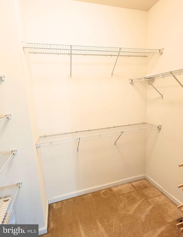 spacious closet featuring carpet flooring