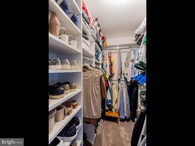 walk in closet featuring carpet floors