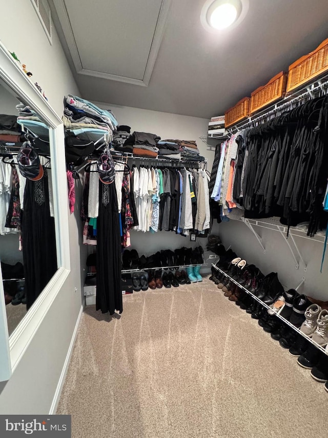 walk in closet with carpet flooring