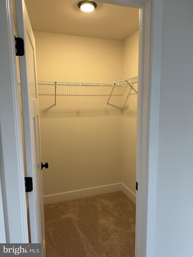 spacious closet featuring carpet floors