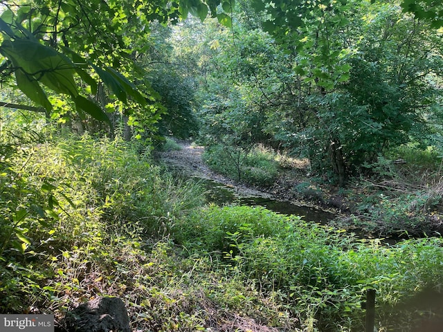 view of local wilderness