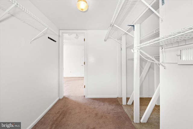 spacious closet featuring carpet