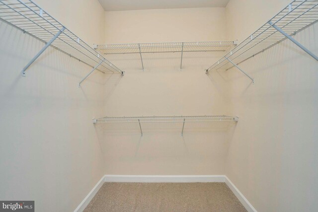 7916 Culloden Crest Ln, Gainesville, VA 20155 - walk in closet featuring carpet flooring