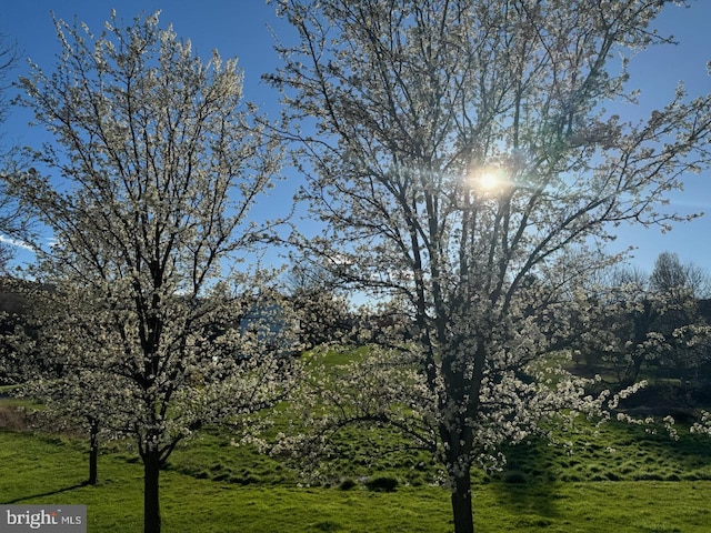 view of local wilderness