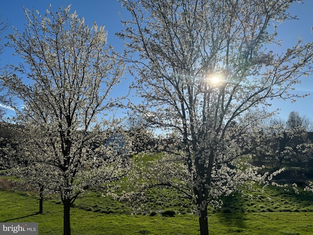 view of nature