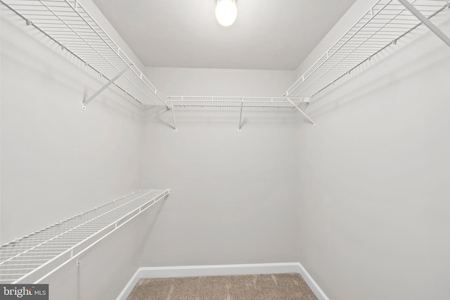 spacious closet featuring carpet floors