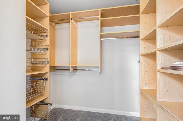 spacious closet featuring carpet