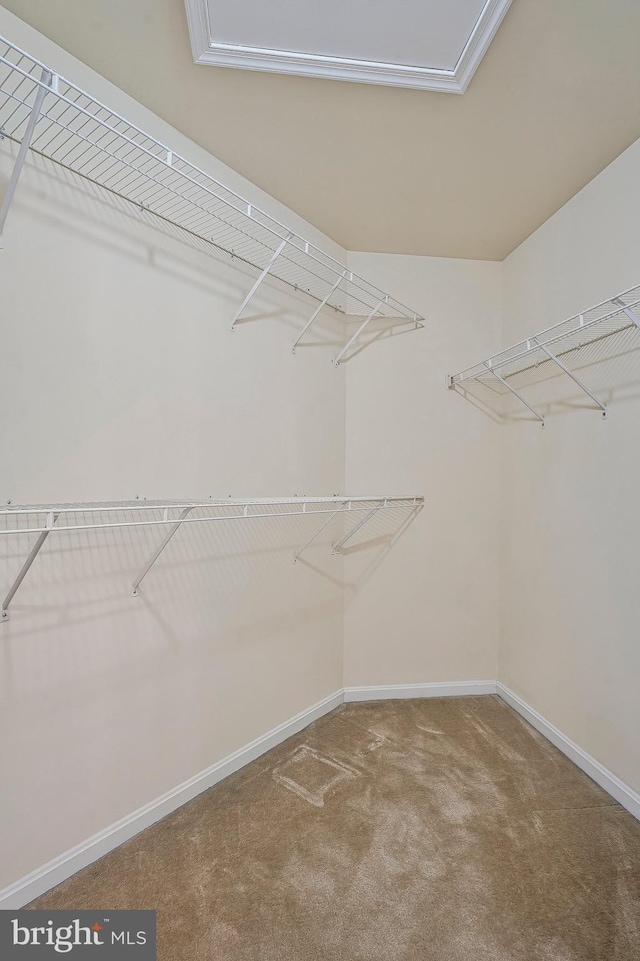 spacious closet featuring carpet floors