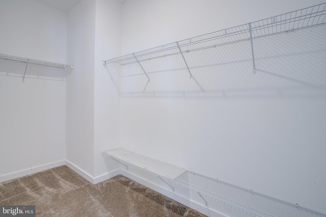 spacious closet featuring carpet