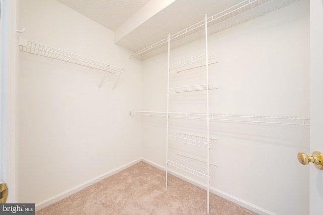 spacious closet featuring carpet floors