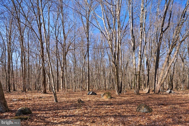 view of local wilderness