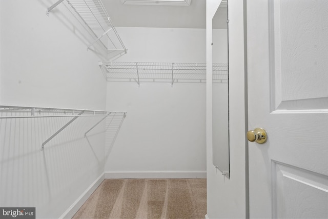 walk in closet featuring carpet