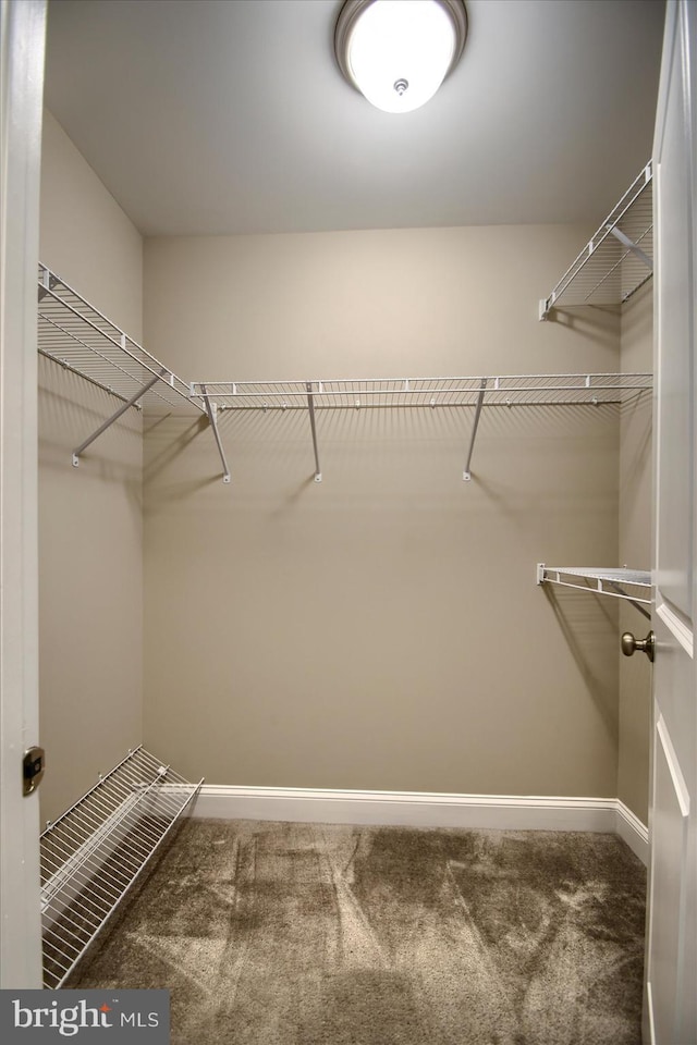 walk in closet featuring carpet floors