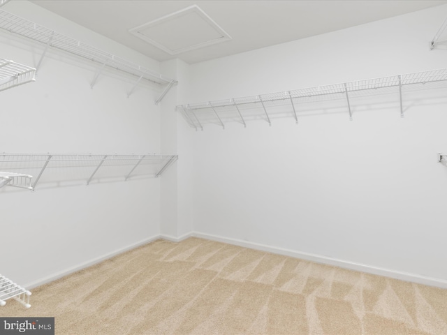 walk in closet with light carpet and attic access