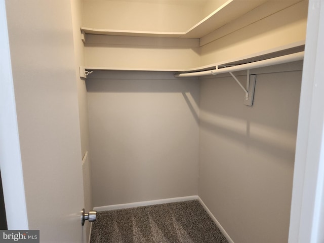 spacious closet featuring carpet floors