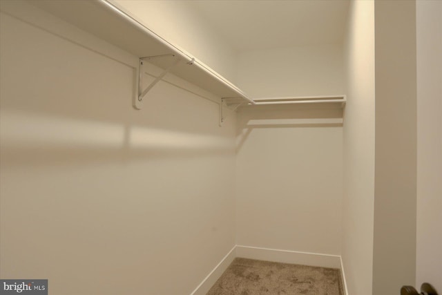 walk in closet featuring carpet floors