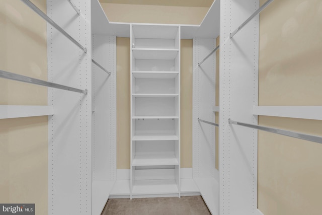 walk in closet with carpet floors