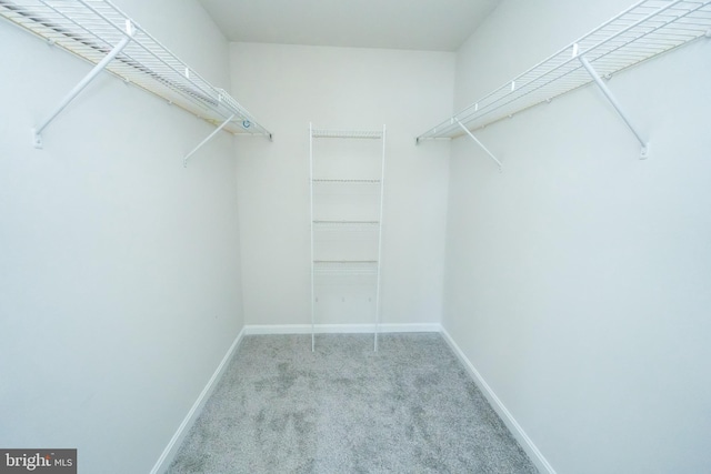 walk in closet featuring light colored carpet