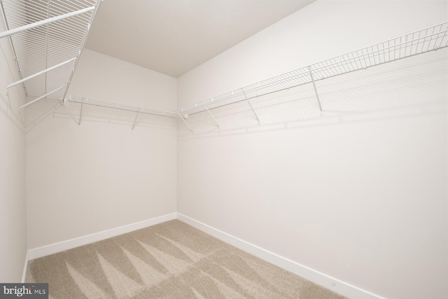 spacious closet with carpet flooring