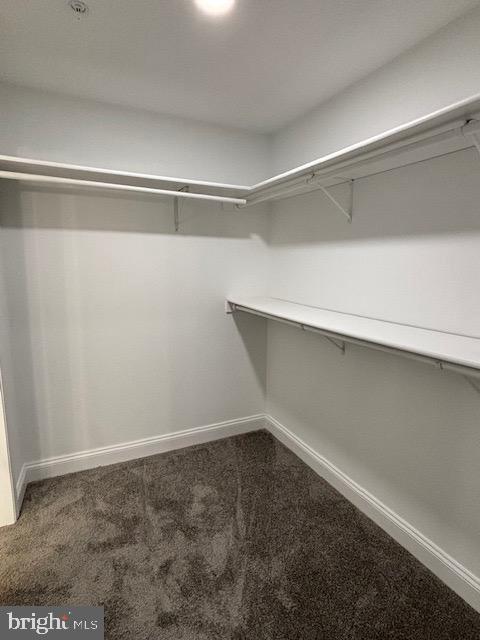 spacious closet featuring carpet