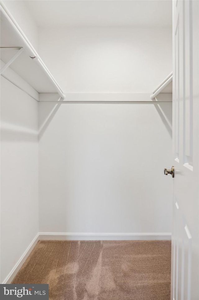 spacious closet with carpet