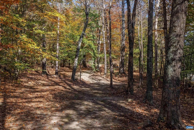 view of local wilderness