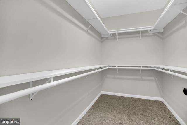 walk in closet featuring carpet floors