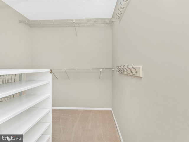 walk in closet with carpet flooring