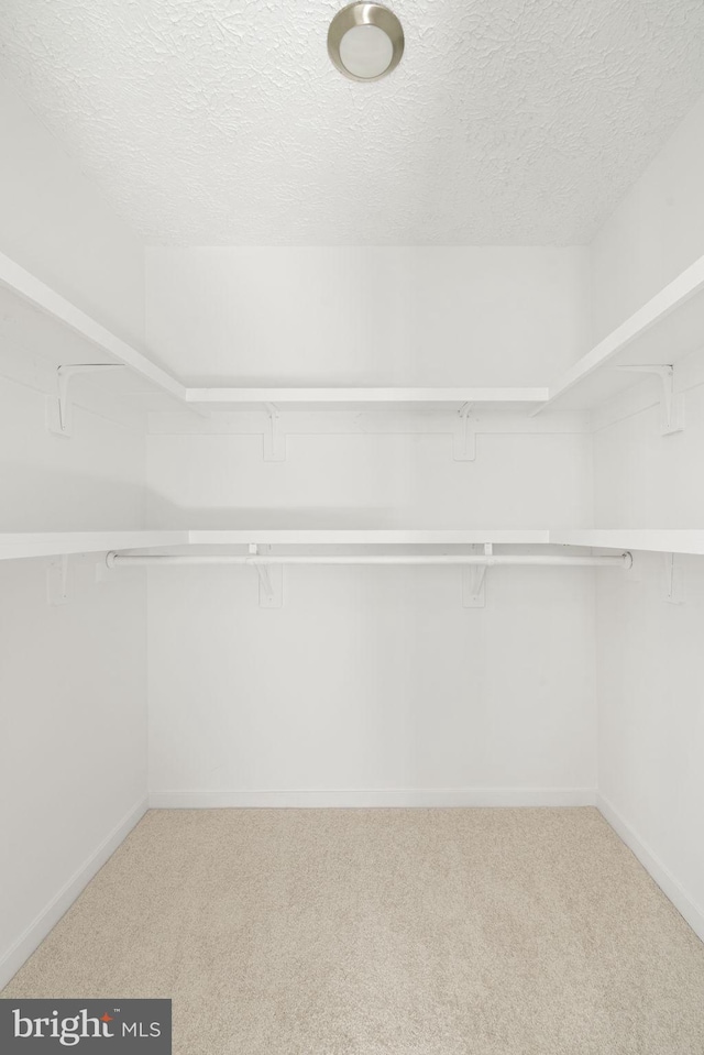 spacious closet featuring carpet floors