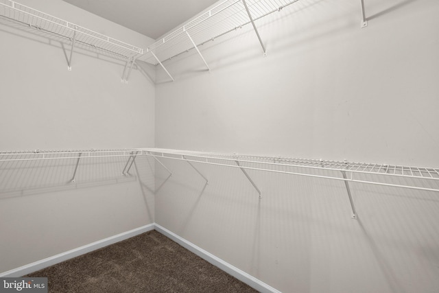 walk in closet featuring carpet flooring