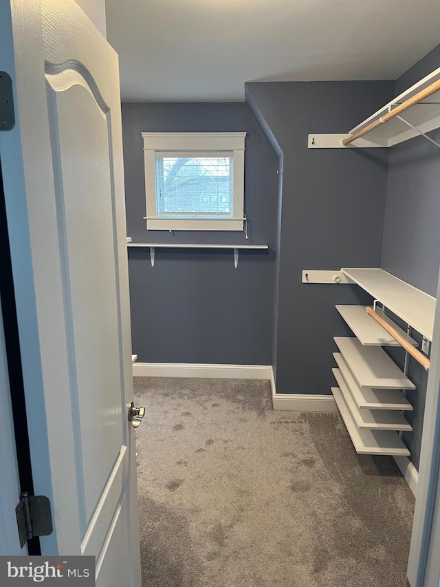 walk in closet featuring carpet flooring