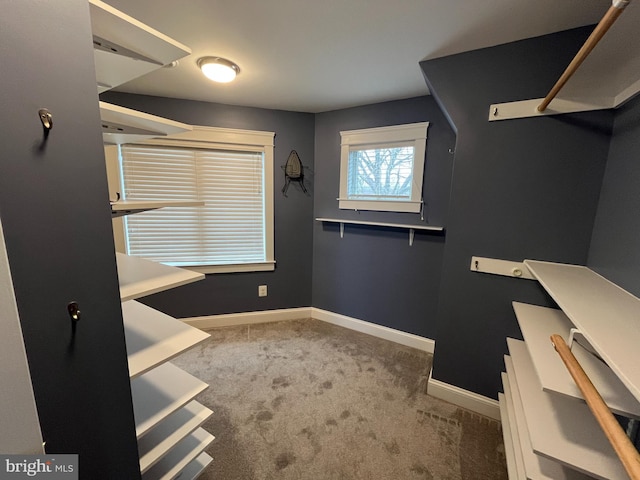 spacious closet with carpet