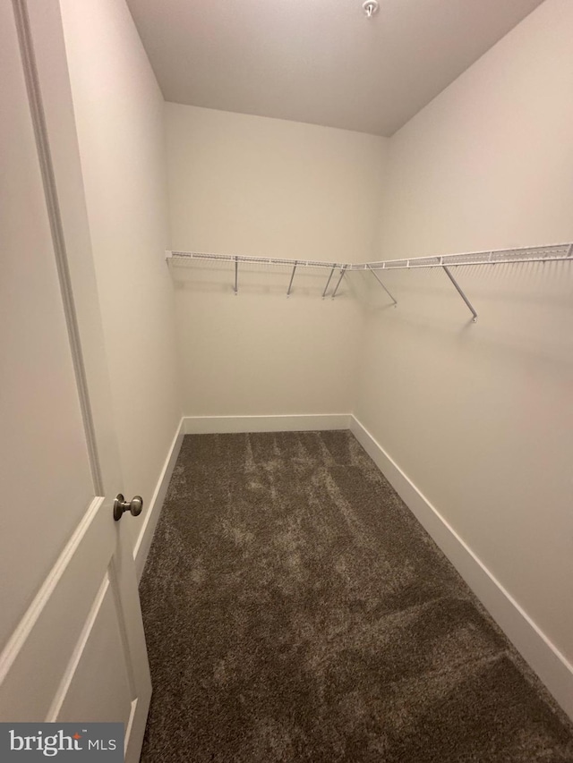 walk in closet featuring carpet flooring