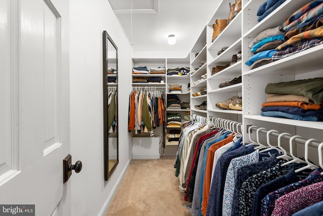 walk in closet with attic access and light colored carpet