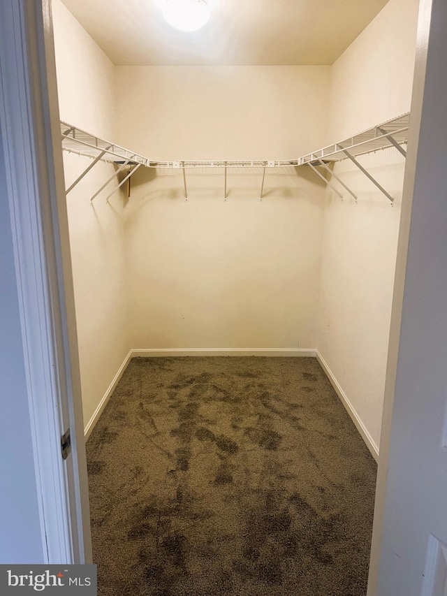 walk in closet with dark carpet