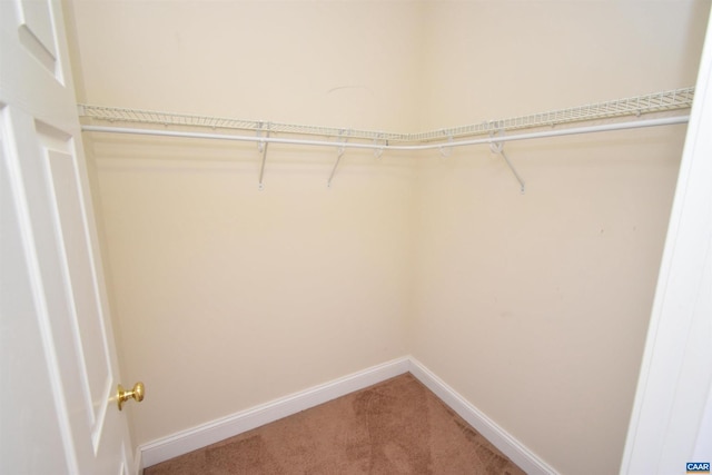 walk in closet with carpet flooring