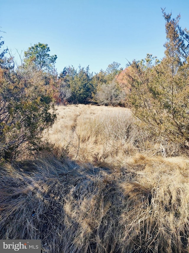 view of local wilderness